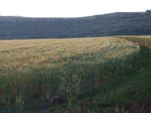 image002